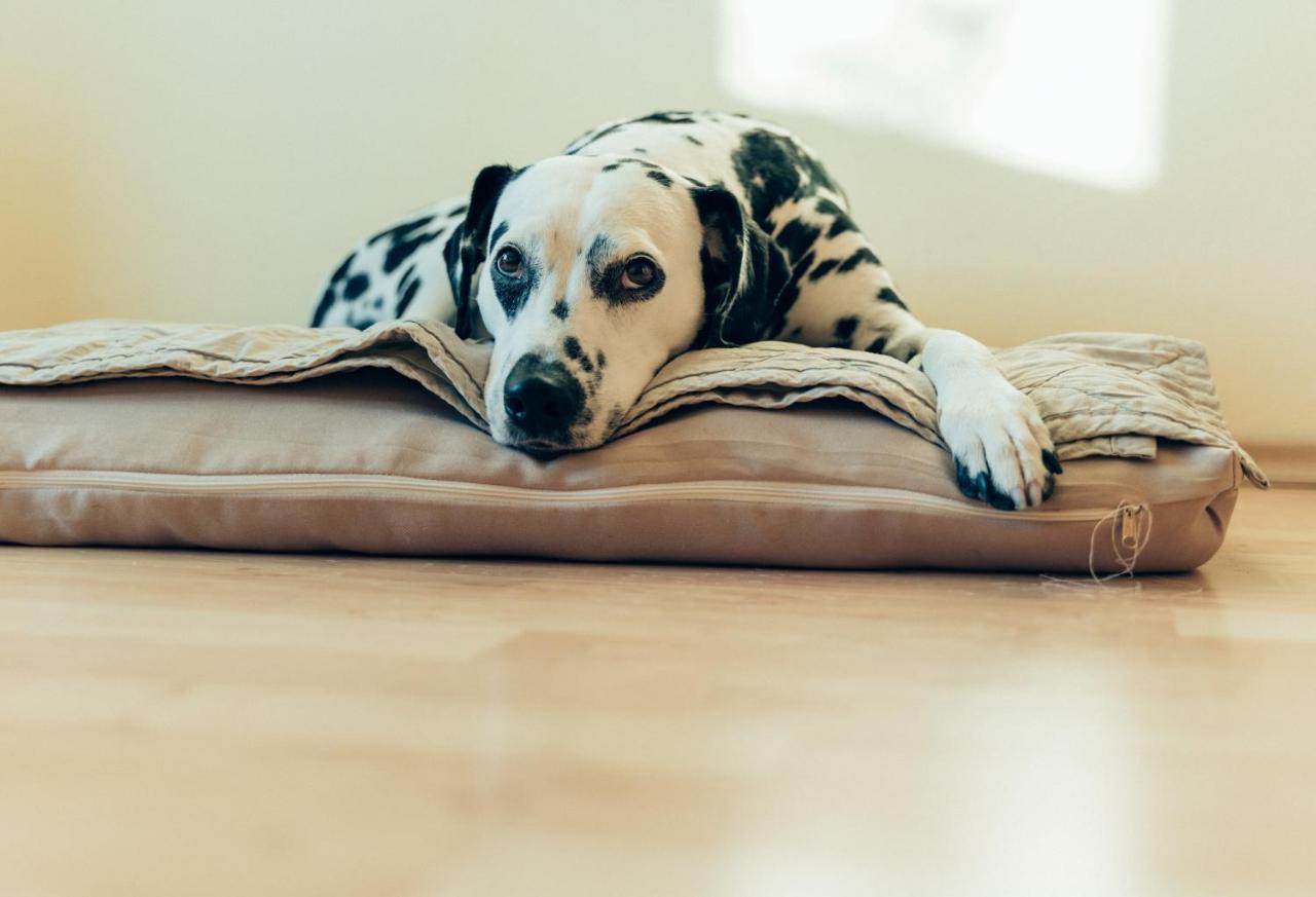 Apartment Hundefreundliche Brombachsee *